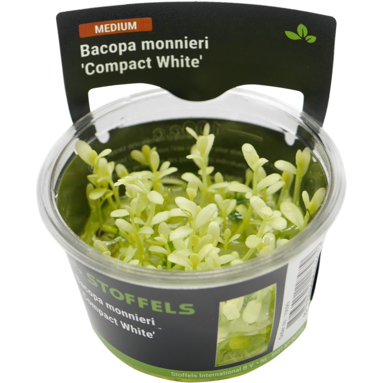 Planta acvariu Bacopa monnieri Compact White in vitro - imagine 5
